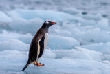 Gentoo penguins (Pygoscelis papua) on sea ice, Yankee Harbor, Antarctica