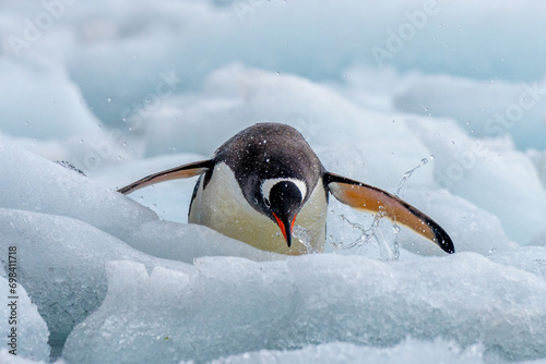 Gentoo penguins (Pygoscelis papua) on sea ice, Yankee Harbor, Antarctica photo