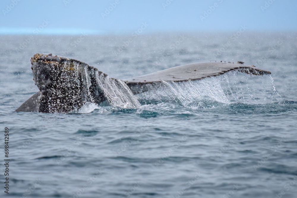 Naklejka premium Humpback Whale, Wilhelmina Bay, Antarctica