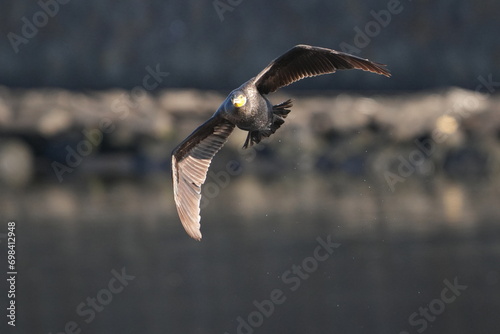 cormorant in a field