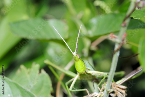 草葉の間から顔を出すショウリョウバッタの大きな成虫（マクロレンズ使用・ストロボ＋自然光・接写写真）
