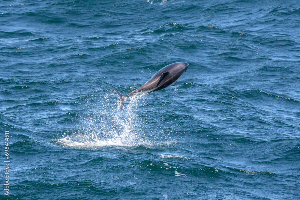 Fototapeta premium Peale's dolphin (Lagenorhynchus australis), drake passage, Antarctica