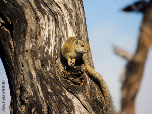 Savannah Explorer: African bush squirrel  photo