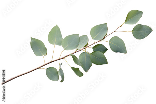 Eucalyptus Branch Isolated On Transparent Background