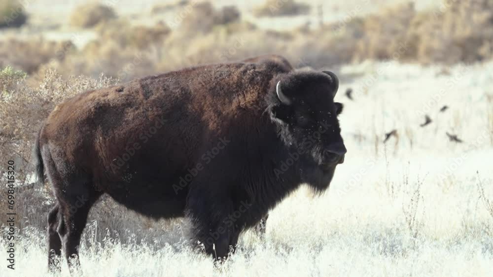 Close up of a huge bull American bison or buffalo in the wild