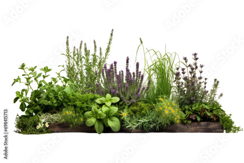 Green Herb Garden Isolated On Transparent Background photo