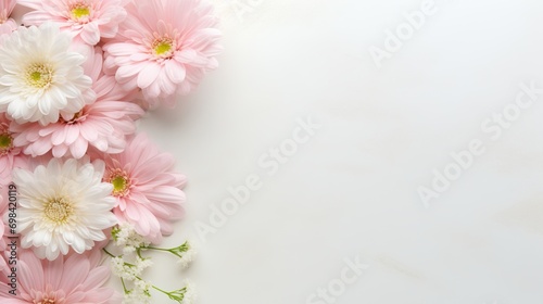a spring postcard. white and pink chrysanthemums on a light background with copy space