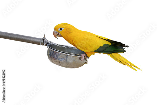 golden parakeet parrot isolated on white background with clipping path. photo