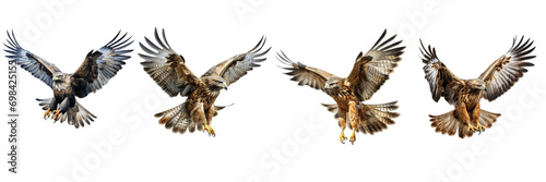 Set of Majestic Bird of Prey in Flight on a transparent background © anupdebnath