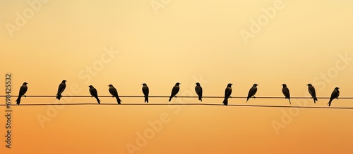 Birds perched on telephone wires.