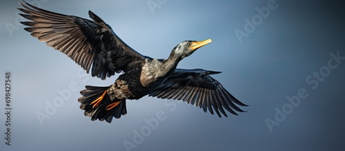 Bird in flight, cormorant soaring high. photo