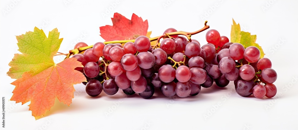 Obraz premium Autumnal close-up of wild grape.