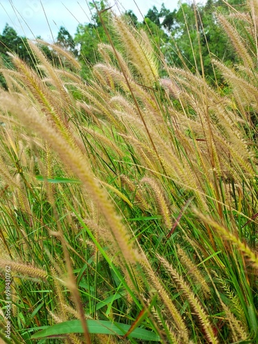 Fourtain Grass.