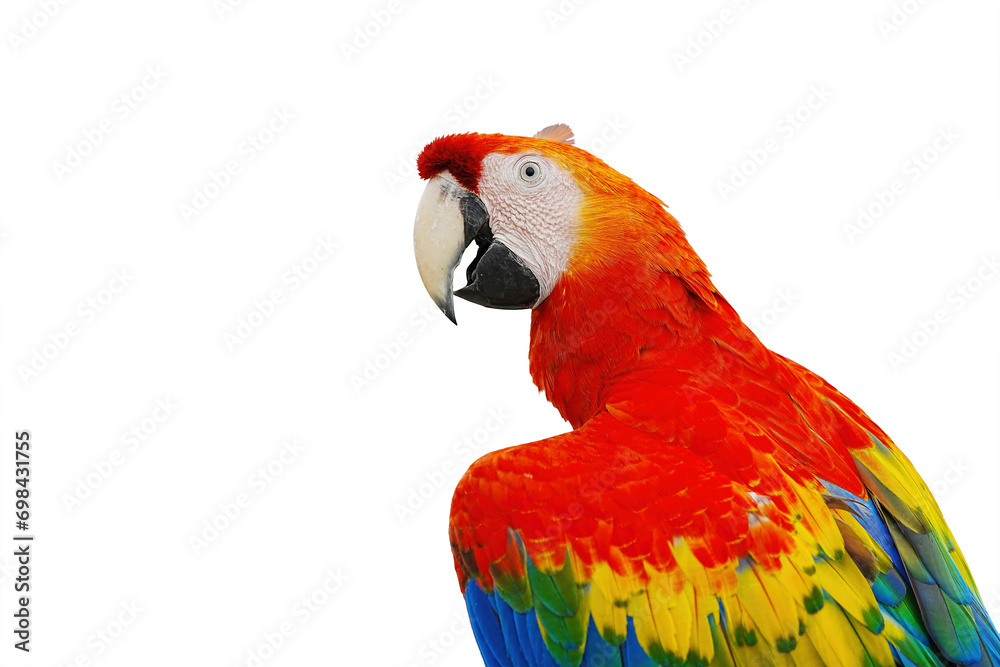 Fototapeta premium Scarlet Macaw parrot isolated on white background with clipping path.