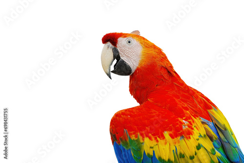Scarlet Macaw parrot isolated on white background with clipping path.