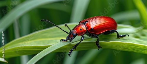 Adult scarlet lily beetle on green lily leaf in a garden, with shiny red forewings and black legs, eyes, antennae, and head. photo