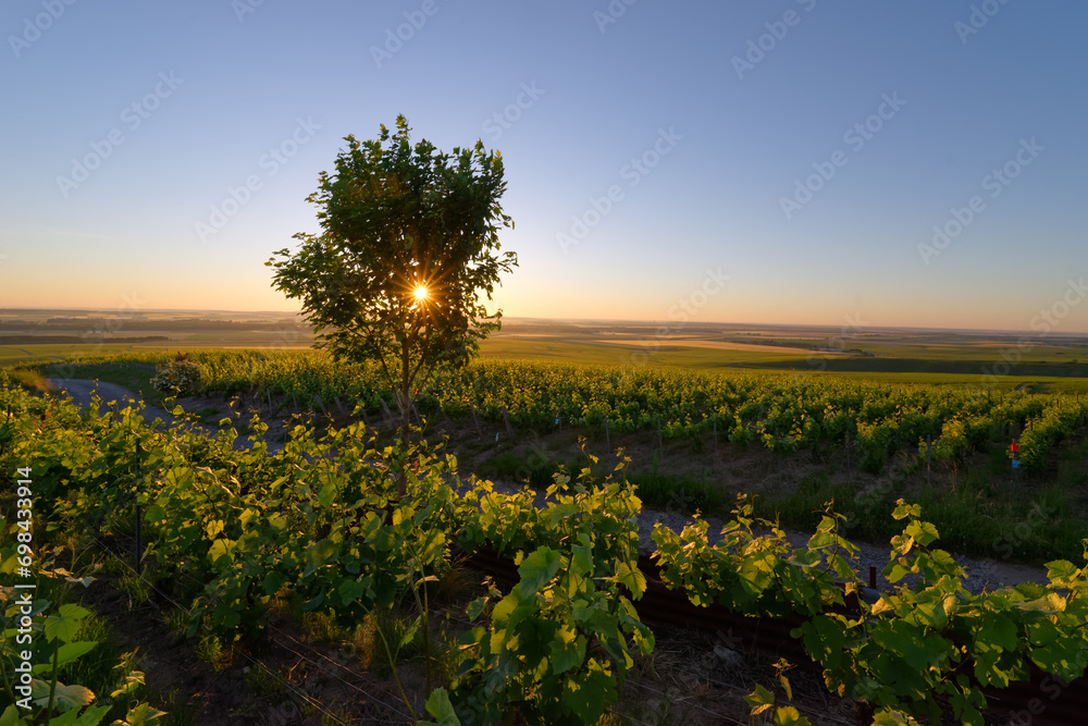 Vineyard in the Reims mountain Regional Nature Park