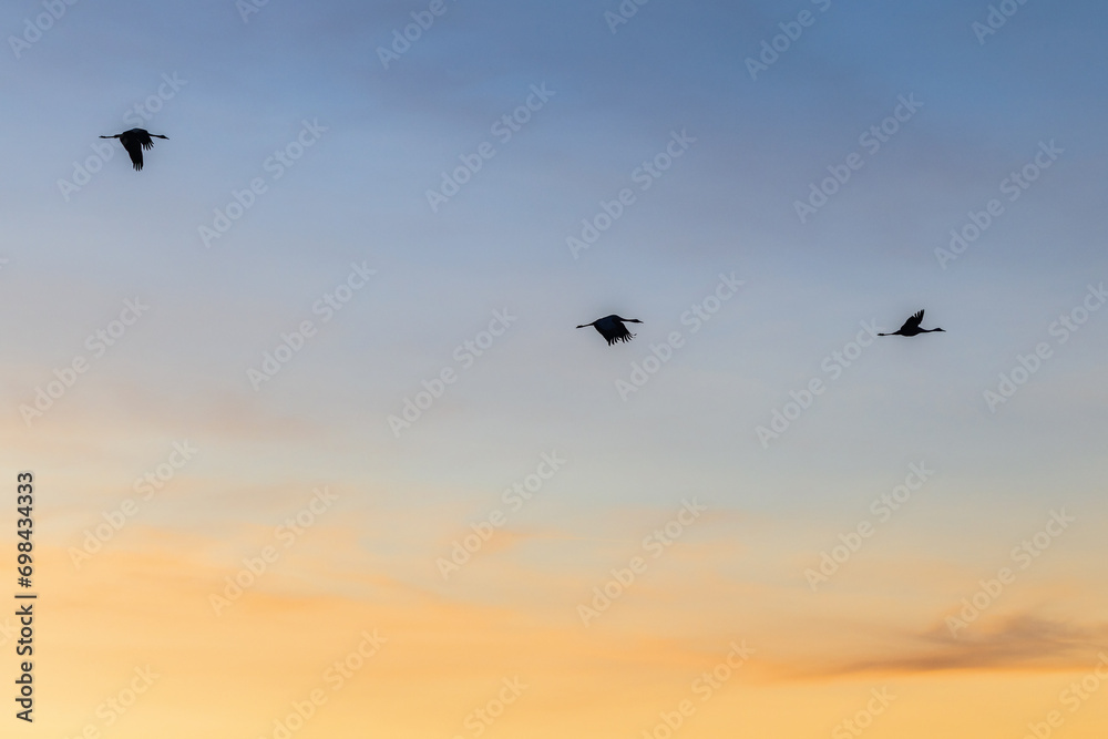Flying Cranes in the sky dusk