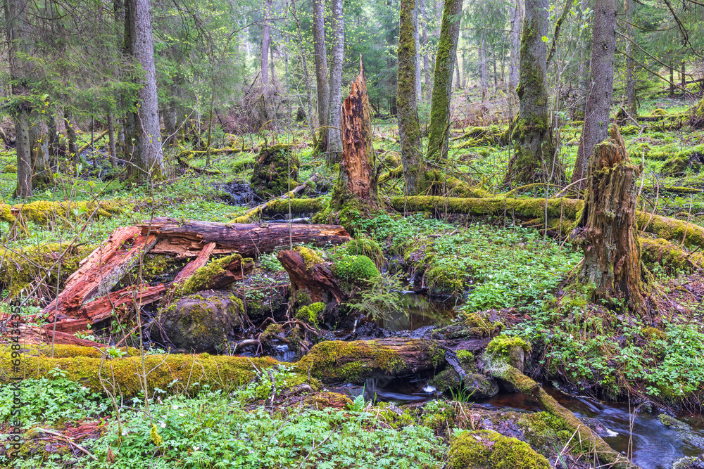 Photography Small stream in an old growth forest