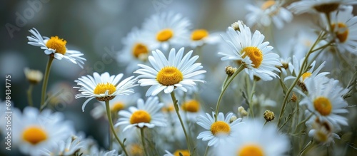 Close-up macro of daisy flowers with shallow depth of field. photo