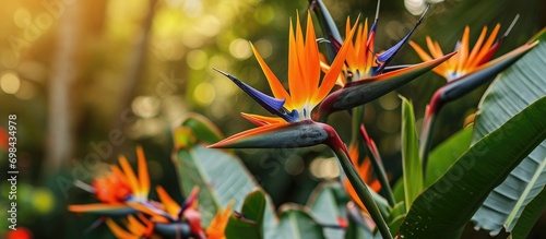Blooming strelitzia flowers decorate the garden with fresh, artistic charm. photo