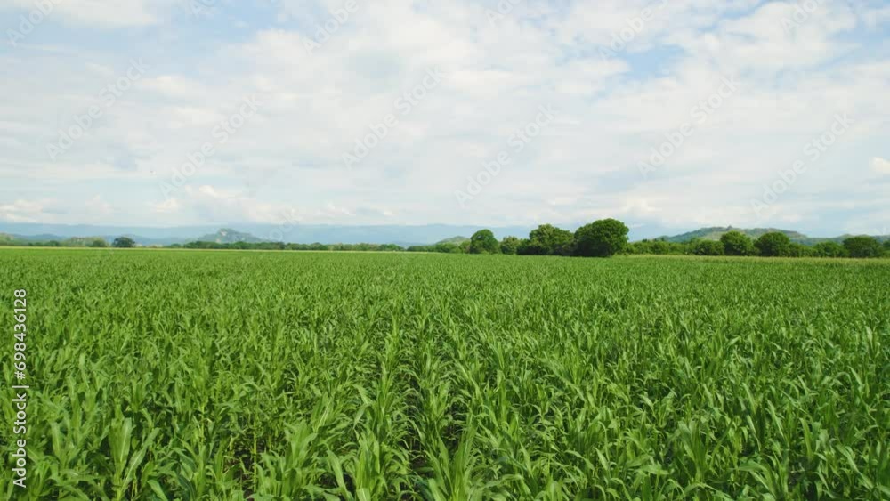 Flying over rice fields in South America. Modern agricultural industry. Flying over rice fields in South America. Modern agricultural industry.