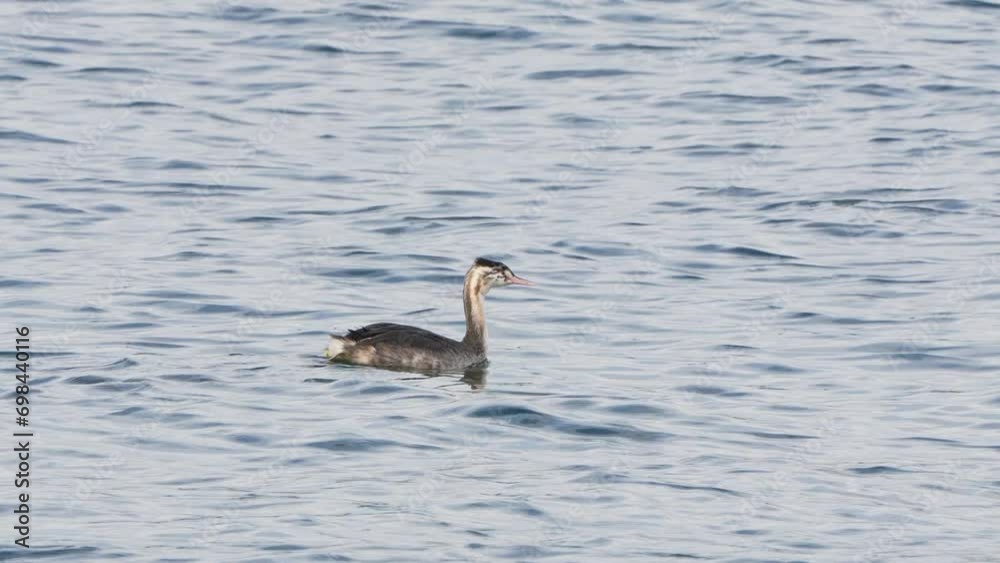 great crested grebe in a sea great crested grebe in a sea