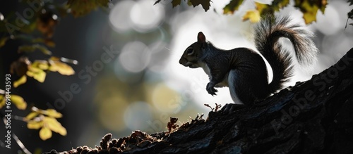 Eastern gray squirrel's outline in oak tree. photo
