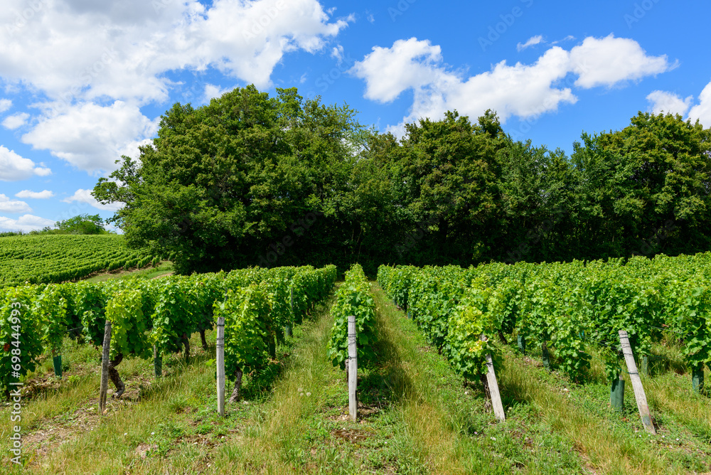 Obraz premium The green vineyards in Europe, in France, in Burgundy, in Nievre, in Pouilly sur Loire, towards Nevers, in summer, on a sunny day.