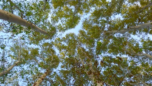 Crowns of Platans trees in park on blue sky background, camera view in a circle, Parque de la Devesa de Girona, Spain photo