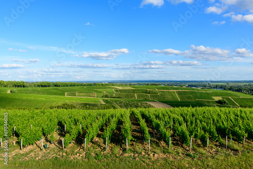 The green vineyards in Europe, in France, in Burgundy, in Nievre, in Pouilly sur Loire, towards Nevers, in summer, on a sunny day. photo