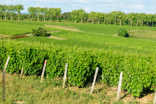 The green vineyards in Europe, in France, in Burgundy, in Nievre, in Pouilly sur Loire, towards Nevers, in summer, on a sunny day. photo