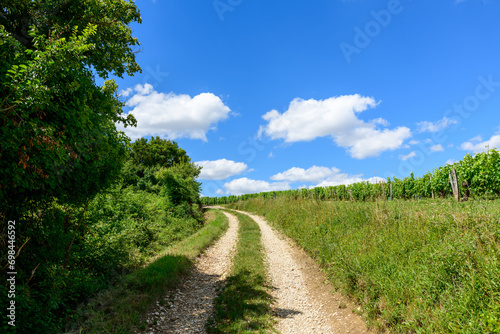 The hiking paths in the middle of the green vineyards in Europe, in France, in Burgundy, in Nievre, in Pouilly sur Loire, towards Nevers, in summer, on a sunny day.