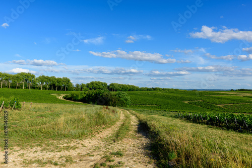 The hiking paths in the middle of the green vineyards in Europe, in France, in Burgundy, in Nievre, in Pouilly sur Loire, towards Nevers, in summer, on a sunny day. photo