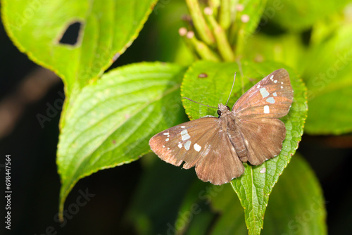 葉の上で羽を広げるダイミョウセセリ蝶（マクロレンズ使用・ストロボ＋自然光・接写写真）