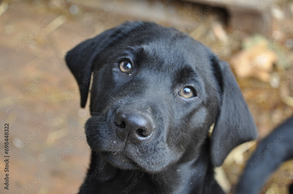 Black and golden Labrador dogs