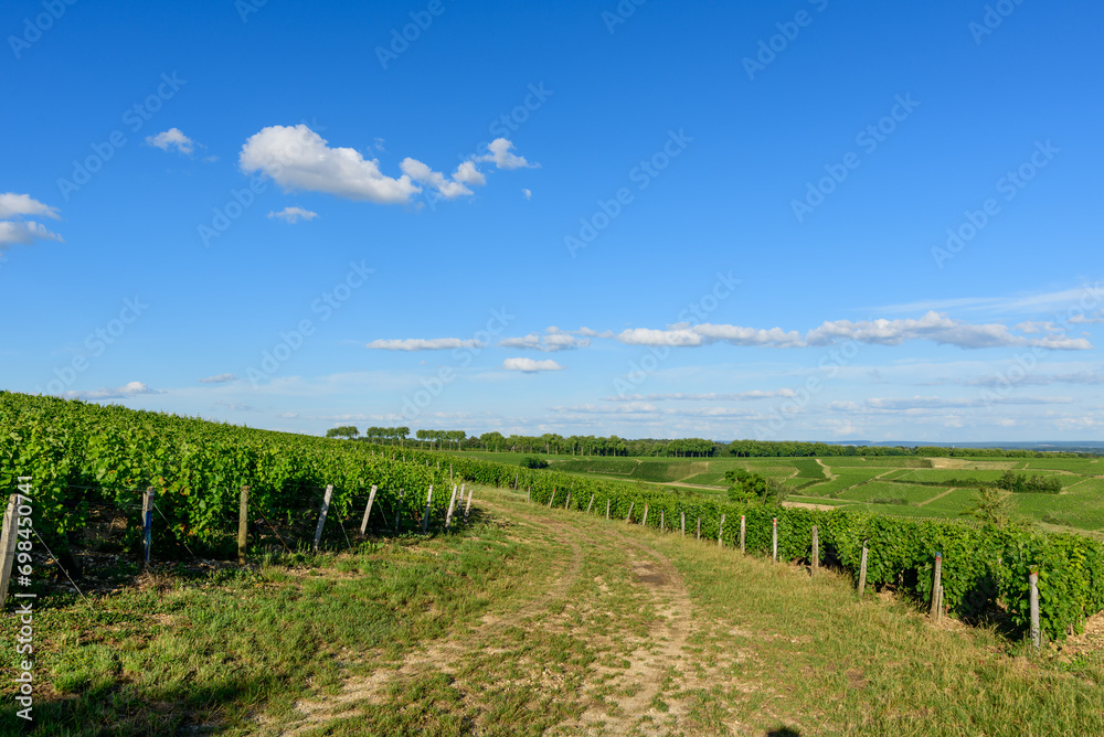 The hiking paths in the middle of the green vineyards in Europe, in France, in Burgundy, in Nievre, in Pouilly sur Loire, towards Nevers, in summer, on a sunny day.