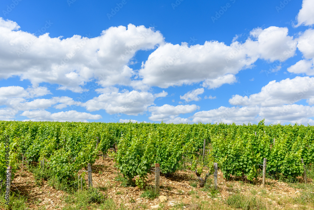 The green vineyards in Europe, in France, in Burgundy, in Nievre, in Pouilly sur Loire, towards Nevers, in summer, on a sunny day.