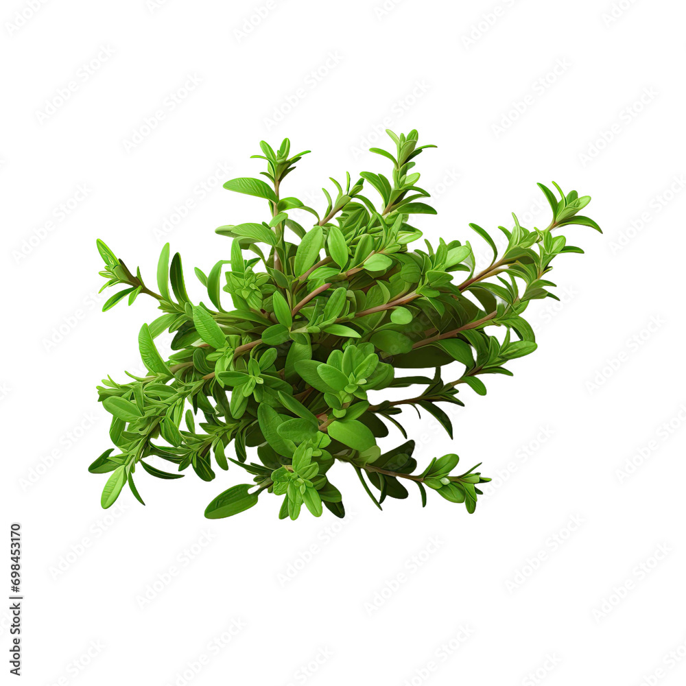Obraz premium Fresh thyme isolated on transparent background