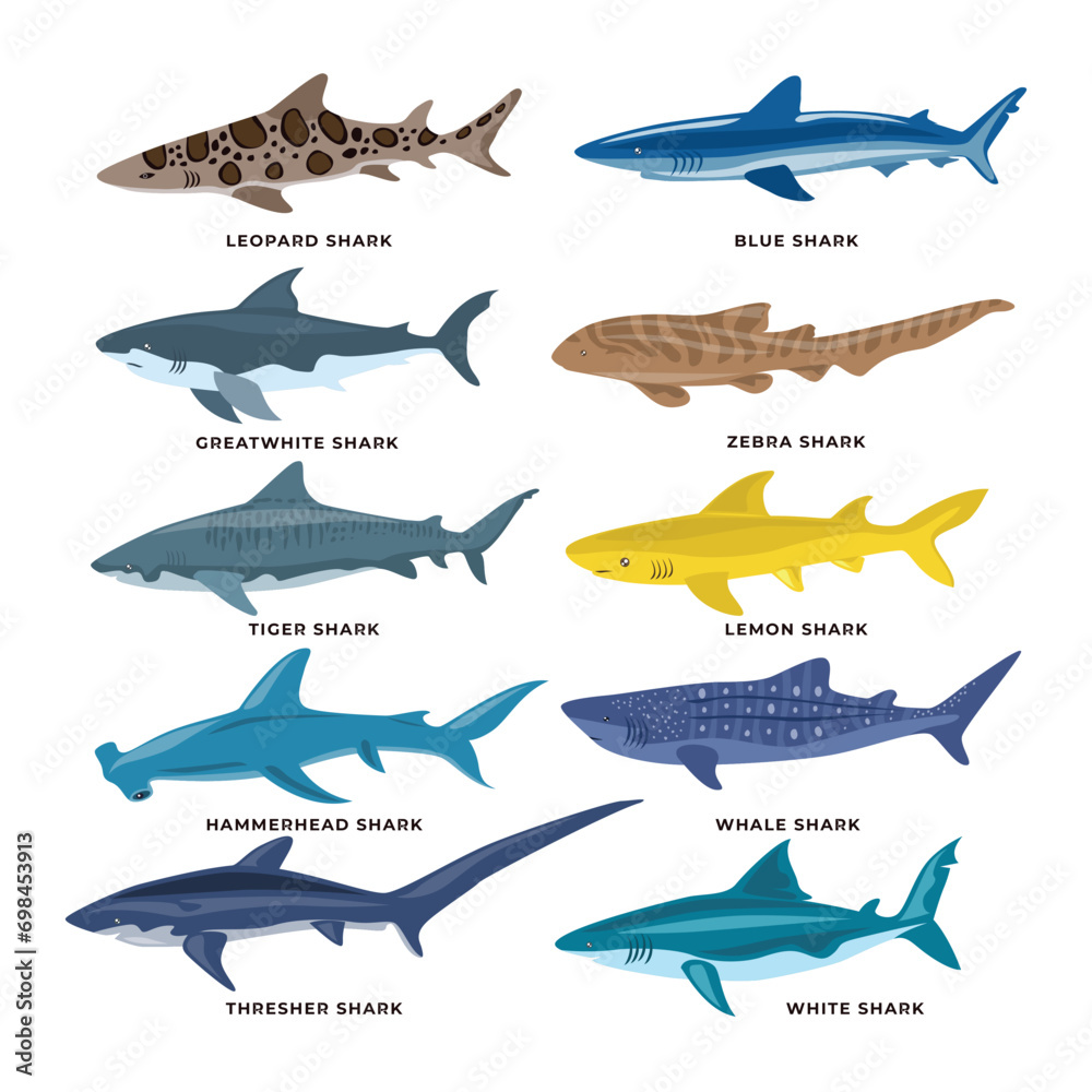 Fototapeta premium Set of different types of Sharks Collection, vector illustration isolated on white background, Underwater swimming marine creatures, sea fauna set, Zoology and biology educational fauna study poster.