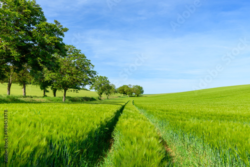 Wheat fields in the countryside in Europe, in France, in Burgundy, in Nievre, towards Clamecy, in Spring, on a sunny day. photo