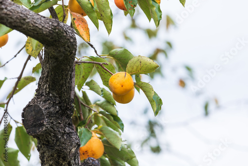 Persimmon tree fruit. Diospyros Khaki photo