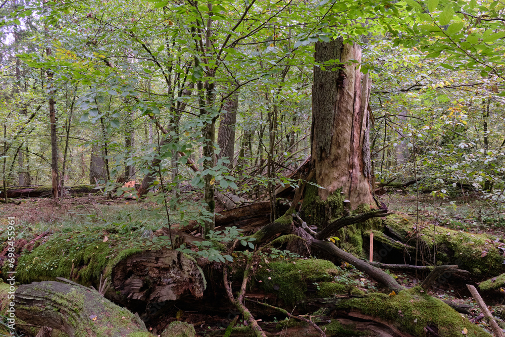 Naklejka premium Broken old Norwegian spruce in autumn