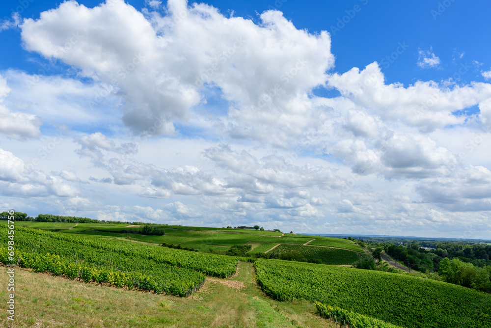 The green vineyards in Europe, in France, in Burgundy, in Nievre, in Pouilly sur Loire, towards Nevers, in summer, on a sunny day.