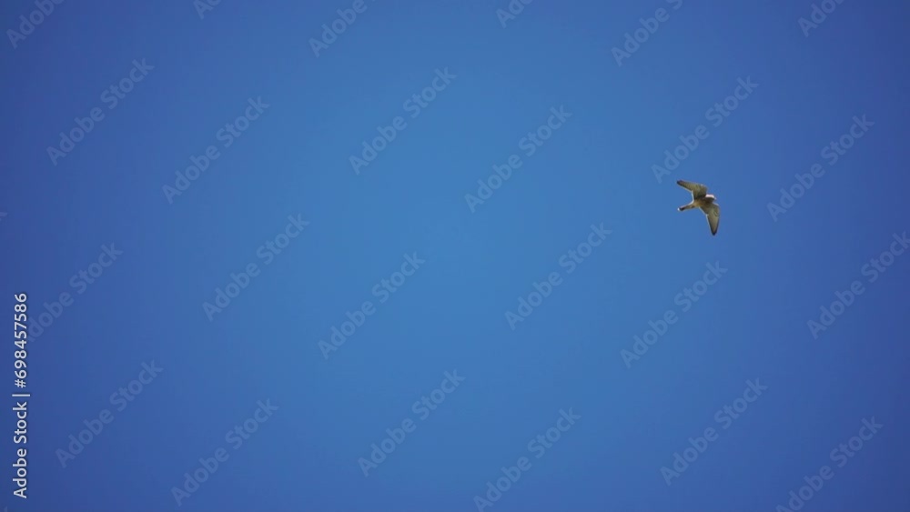 Predator falcon bird hovering in air, hunting for food on ground. Soaring falcon or hawk froze in the air above the ground, ready to rush down for prey. Slow motion Predator falcon bird hovering in air, hunting for food on ground. Soaring falcon or hawk froze in the air above the ground, ready to rush down for prey. Slow motion