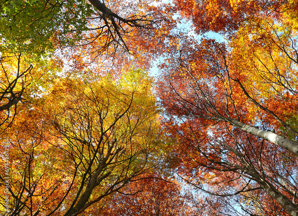 forest trees with red yellow leaves in autumn seen from below forest trees with red yellow leaves in autumn seen from below