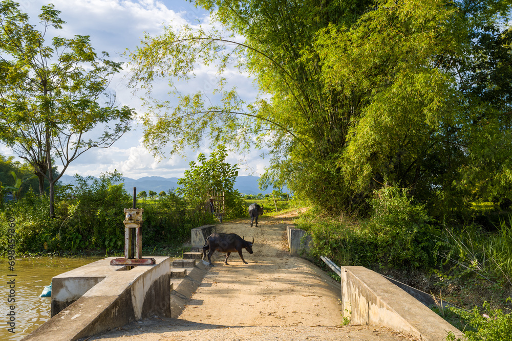 Buffalos cross a path in the green countryside, Asia, Vietnam, Tonkin, Dien Bien Phu, in summer, on a sunny day.