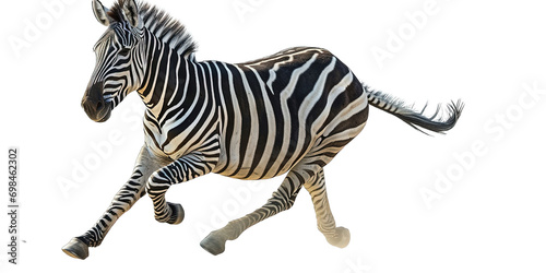 Zebra Running Isolated
