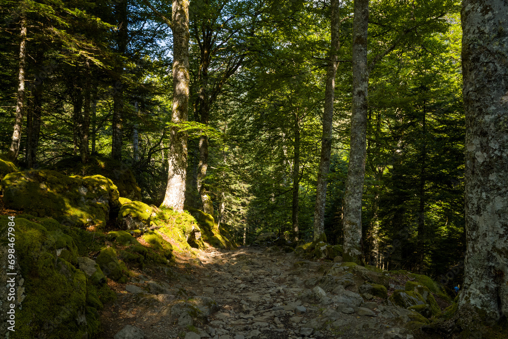 A hiking path in the green countryside , in Europe, in France, Occitanie, in the Hautes-Pyrenees, in summer, on a sunny day. A hiking path in the green countryside , in Europe, in France, Occitanie, in the Hautes-Pyrenees, in summer, on a sunny day.