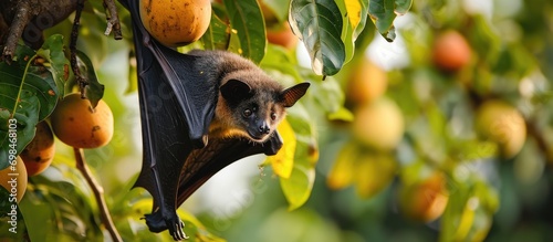 A bat hides under a mango tree during the day, using its wings to protect itself from enemies. It consumes fruits and insects at night. photo